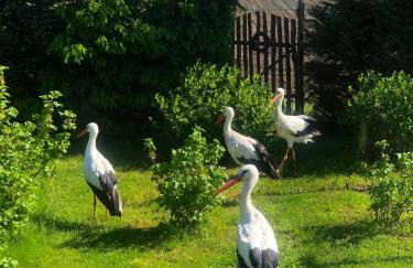 Domek przy Azylu Bocianim - Foto 12