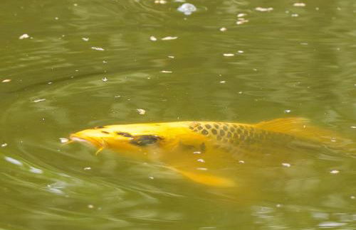 Gästehaus Roggenhorst - aufwändig saniertes Haus, 200 qm Wohnfläche, 3 Bäder - Foto 35