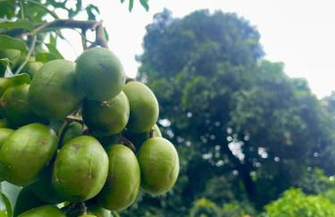 Casa da Mangueira casa completa no centro histórico de Goiás - Foto 34