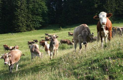 Country House Lake View - Foto 17