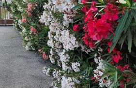 Le jardin de Domi - Foto 20