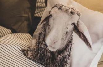 Logierhaus M - Foto 11