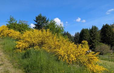 Ferienwohnung im Schwedenhaus - Foto 15