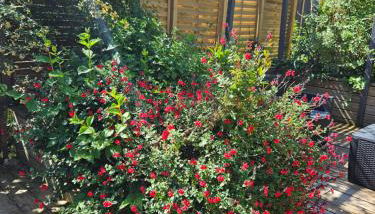 Circuit Paul Ricard Chalet au Castellet - Foto 4, Garden view