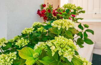 Apartmani Gelo - Foto 70