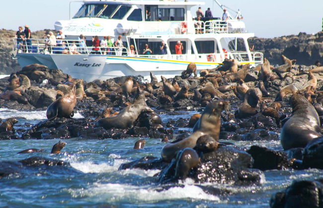 Observation d'otaries - Photo 11