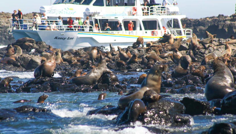 Observation d'otaries - Foto 2, Un grand nombre d'otaries