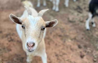 Relaxing Modern stay on a Ranch - Foto 46