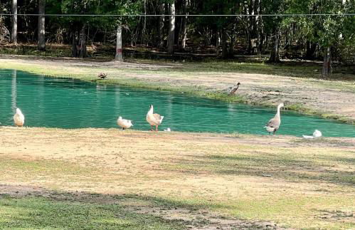 Stunning 1-bed Glamping Tent in Cleveland - Foto 10