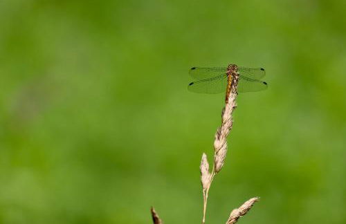 Mecklenbü mit Teich, Kamin, Sauna und Hotpott - Foto 18