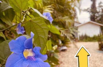 Bienvenidos a la Pequeña Selva de Legnalife - Foto 33