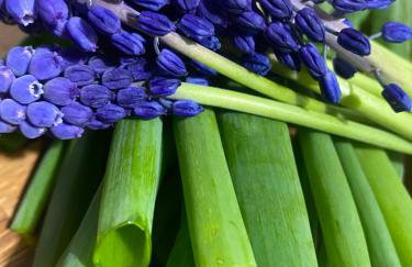 Rancho „Czajone na pigwowcu” - Foto 33