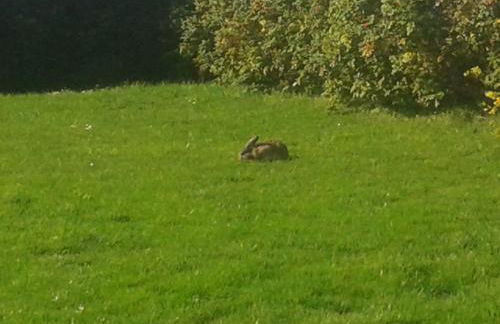 Best of Kollmar - Apartment mit Terrasse für 2 Personen absolut ruhig - Foto 11