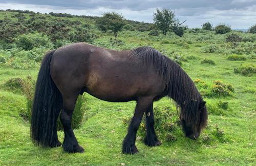 1 Bed-pet Friendly-parking-patio-close to Coasts - Foto 51