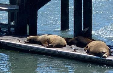 Bodega Bay Magical Ocean Front w/Amazing View! - Foto 58