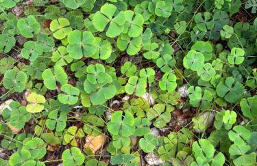 Loft Trevos Casa aconchegante Estadia Perfeita - Foto 1