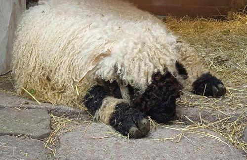 Schäferwagen auf'm Minibauernhof in Munster - Foto 26