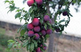 Quinta das Ameixas - Country & Nature - Foto 76