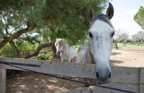Gîtes Equestres Lou Caloun - Les Saintes Maries de la Mer - Foto 6