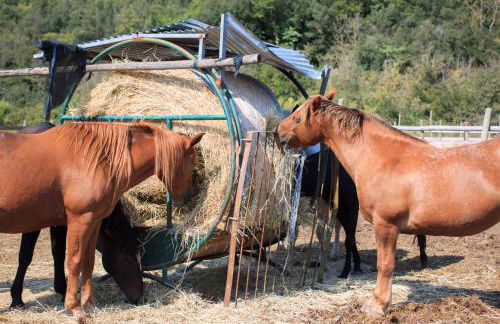 Agriturismo Tenuta Vallelunga - Foto 51