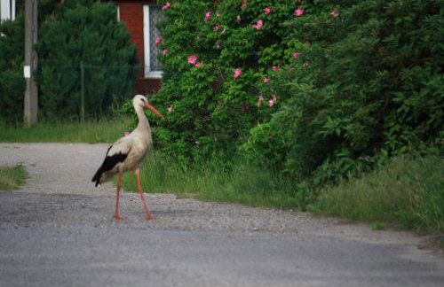 Nasze Podlasie, Domek w Dubiczach Cerkiewnych - Foto 28