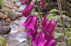 Melgaço Alvarinho Houses - Foto 10