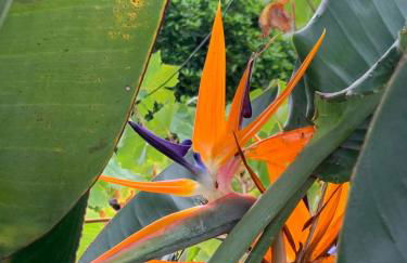 Casa 1-Quinta dos Penedos - Foto 42