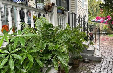 Walk to Jazz Fest from Garden Cottage - Foto 13