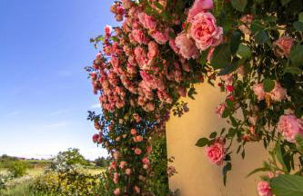 Rinidia Bio - Foto 40