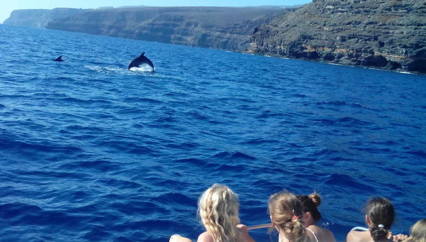 Avistamiento de delfines en La Gomera