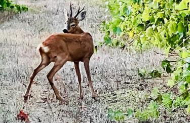 Agriturismo Podere Valdo - Foto 72