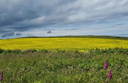 Detached Bungalow in North Cornwall - Foto 34