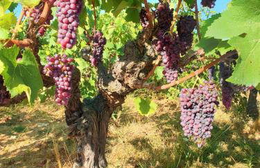 Stamna Farm - Foto 24