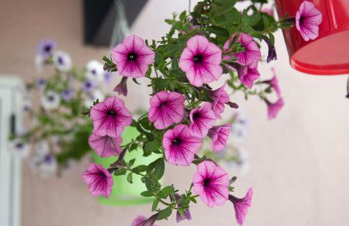 Mirella Studios - Foto 9