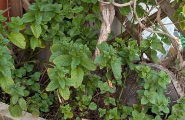 Ferienhaus Bodebaude - Foto 29