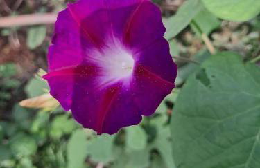 LOU PITCHOUN - Jacuzzi SPA Privé - Vignes - Proche ALBI et CORDES - Foto 12