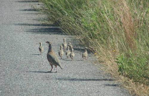 CASAS RURALES CORTIJO LEONTINO - Foto 31