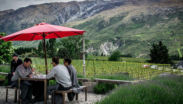 In uno dei vigneti di Queenstown