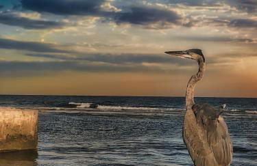 Gulf Shores Surf & Racquet Club - Foto 30