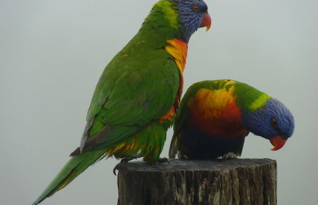 Bellthorpe Stays - Foto 42