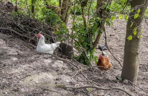 Ferienwohnung Lang - Foto 23