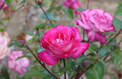 Vivenda Alju - Foto 31