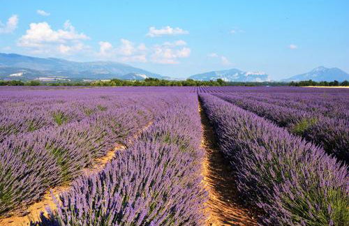 Entre les Alpilles et le Luberon 3 chambres 10 pers - Photo 4