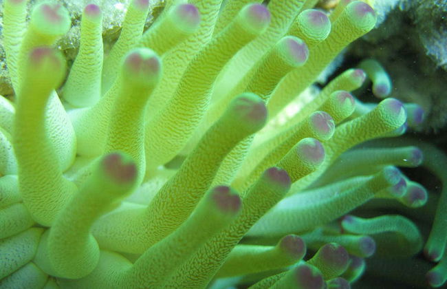 Paseo en barco y snorkel en Marinarium - Foto 6