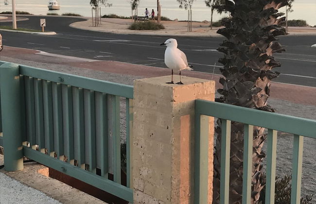 Shark Bay Seafront Apartments - Photo 65