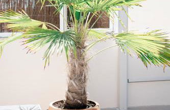 Apartamento Casa Gallardo - Foto 40