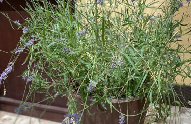 Casa Rural Villa de San Leonardo - Foto 12