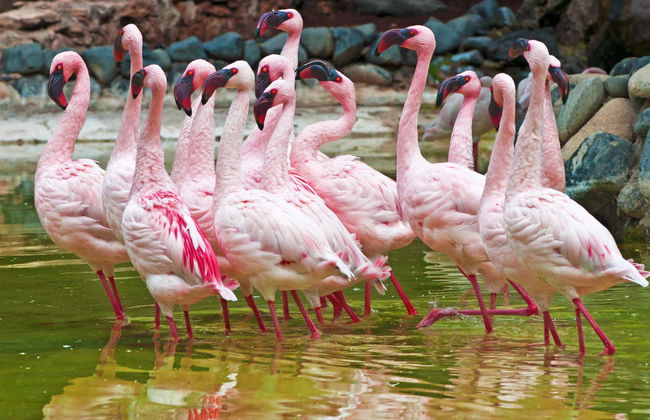 Ingresso do Oasis Wildlife Fuerteventura - Foto 2