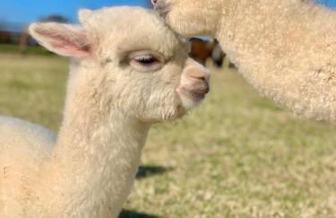 Agriturismo Piani Della Marina - Foto 59