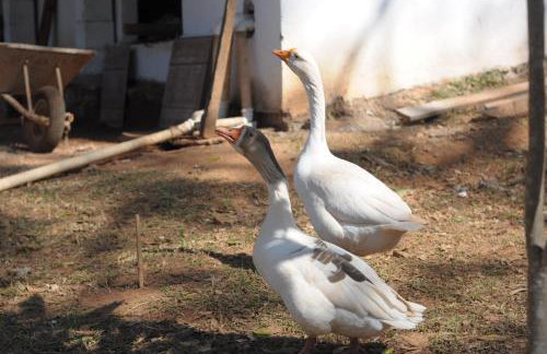 Pousada e Restaurante Victórios - Photo 63